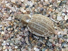 Philopedon plagiatum