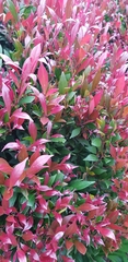 Syzygium myrtifolium