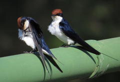 Hirundo smithii smithii