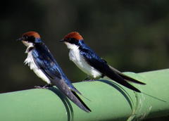 Hirundo smithii smithii
