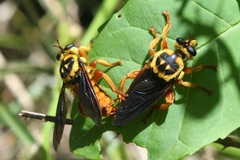 Laphria saffrana