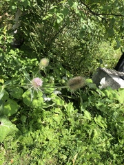 Dipsacus fullonum