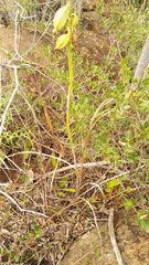 Eulophia welwitschii