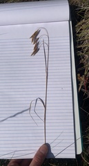 Bromus porteri