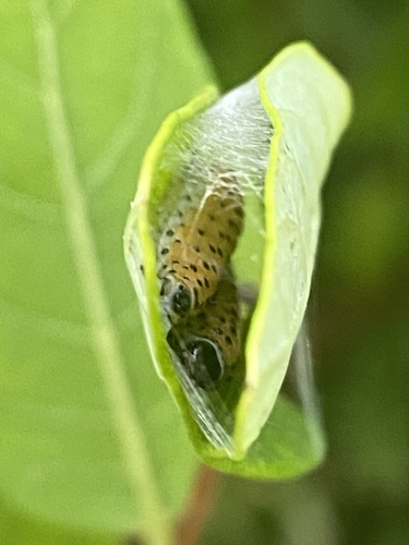Dogbane Saucrobotys Moth