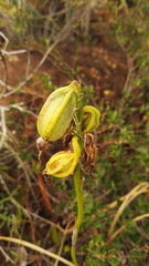 Eulophia welwitschii