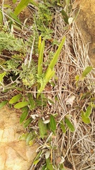 Eulophia welwitschii