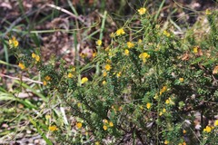 Pultenaea rostrata