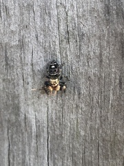 Phidippus
