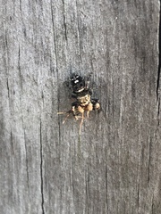 Phidippus