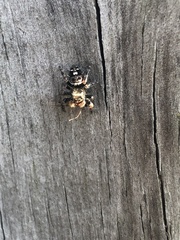Phidippus