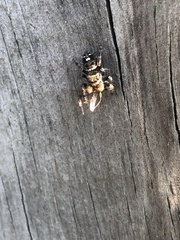 Phidippus