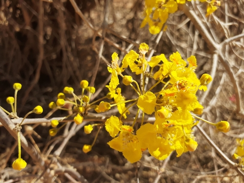 Diplopterys lutea