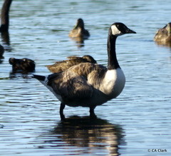 Branta canadensis maxima