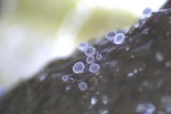 Ascozonus woolhopensis