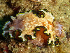 Glossodoris cincta