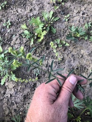 Lespedeza leptostachya