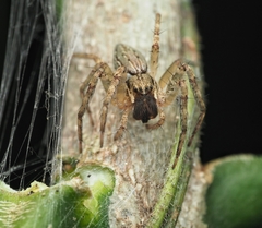 Dendrolycosa