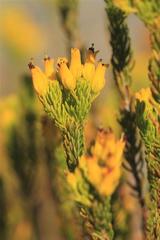 Erica parilis parilis