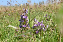 Gentianella praecox