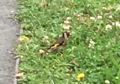 Carduelis carduelis