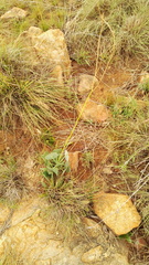 Senecio oxyriifolius