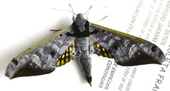 Adhemarius tigrina