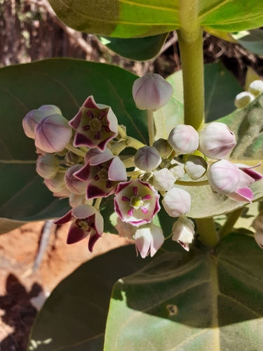 giant milkweed