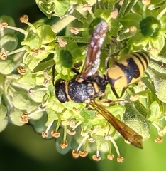 Euodynerus notatus