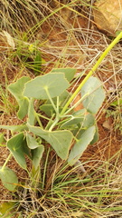 Senecio oxyriifolius