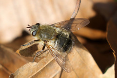 Tachina ursina
