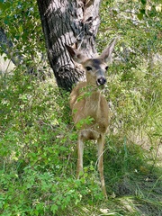 Odocoileus hemionus inyoensis