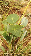 Senecio oxyriifolius