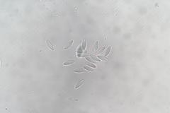 Ascozonus woolhopensis