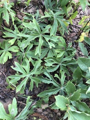 Syneilesis hayatae