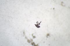Ascozonus woolhopensis