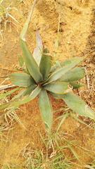 Ledebouria marginata