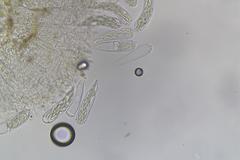 Ascozonus woolhopensis