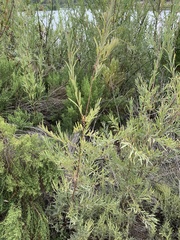 Salix exigua hindsiana