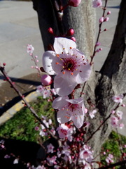 Prunus