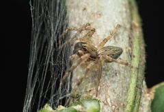Dendrolycosa