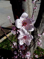 Prunus