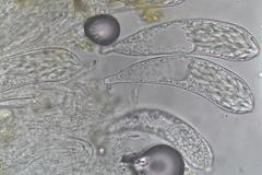 Ascozonus woolhopensis
