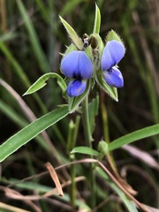 Crotalaria sessiliflora
