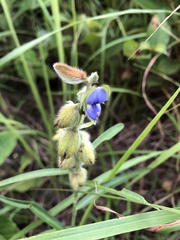 Crotalaria sessiliflora
