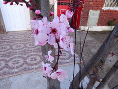 Prunus