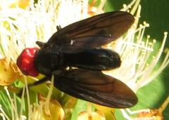 Bromophila caffra