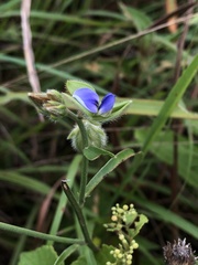 Crotalaria sessiliflora