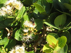 Bromophila caffra