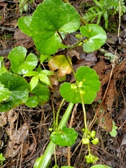 Micropleura renifolia